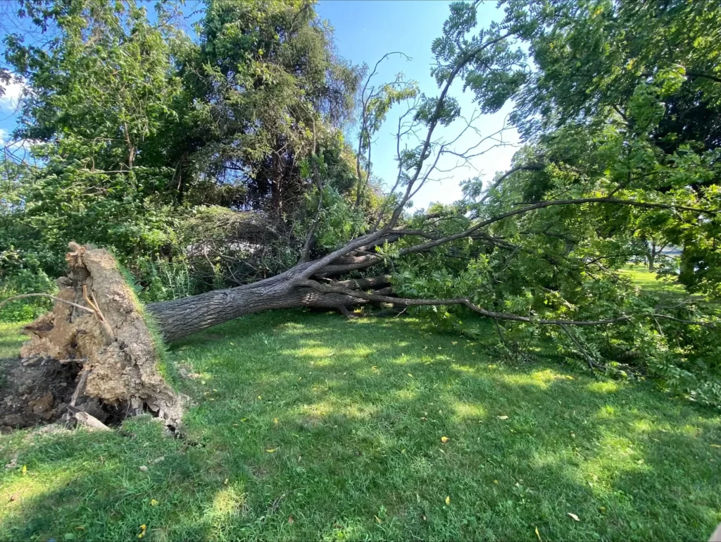 Storm & Emergency Tree Services Albany GA