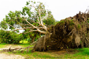 stump removal albany ga