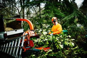 treeservicealbanyga