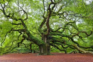 Live Oak trees