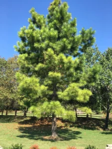 Loblolly Pine trees