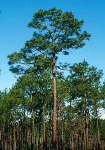 Longleaf Pine trees