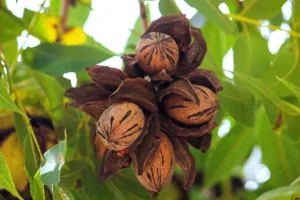 Pecan trees