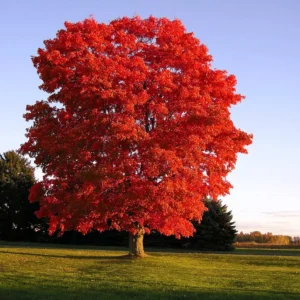 Red Maple trees