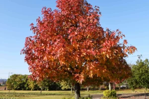 Sweetgum trees